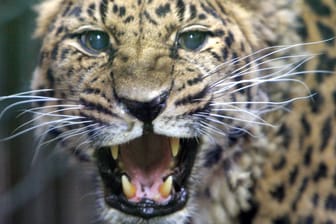 Ein Leopard griff in Namibia ein deutsches Touristenpaar an: Dabei wurde ein Mann aus Koblenz schwer verletzt.