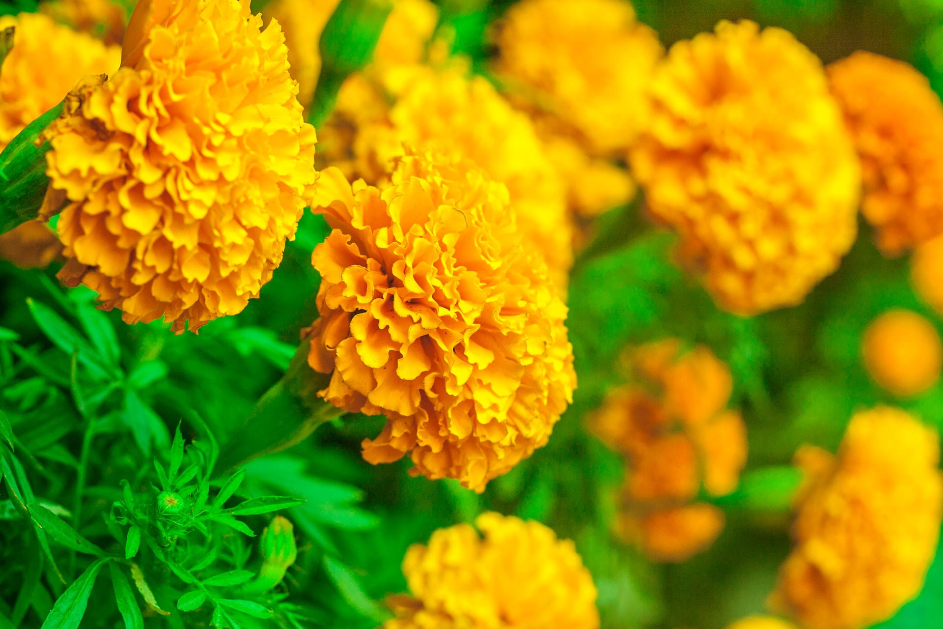 Tagetes patula