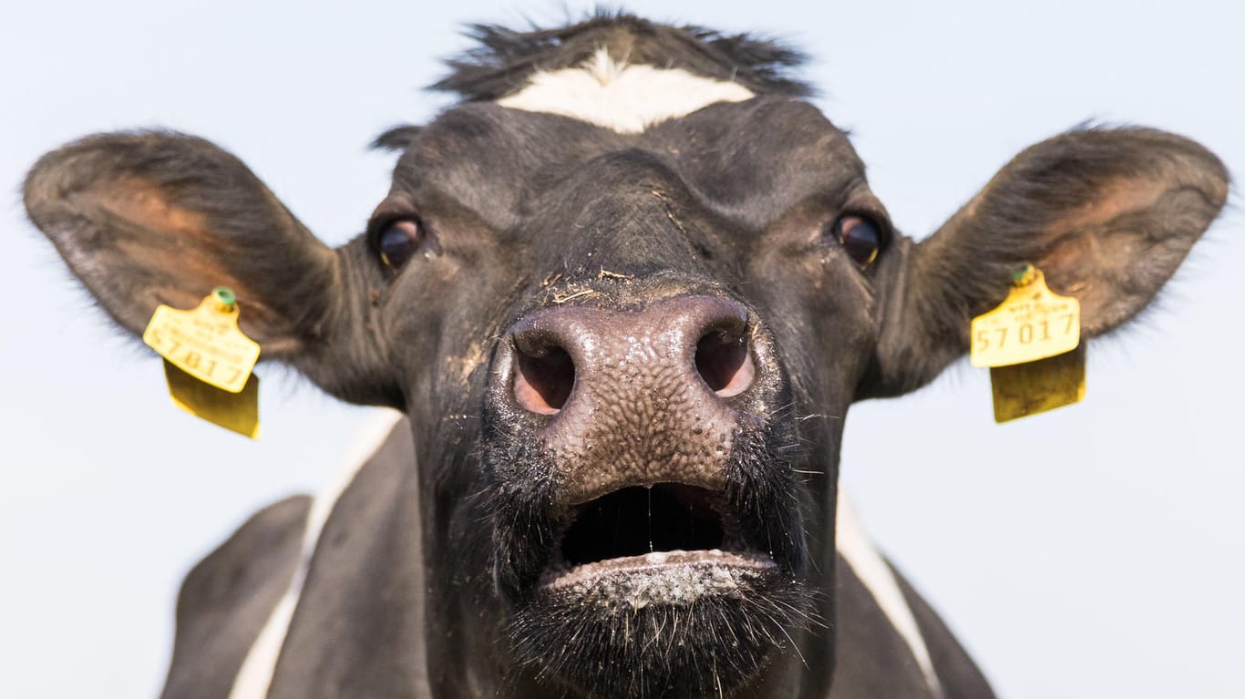 Eine Kuh blickt in die Kamera: In Unterfranken sind acht Rinder durch Rattengift gestorben, die Polizei geht von einer gezielten Tat aus. (Archivbild)