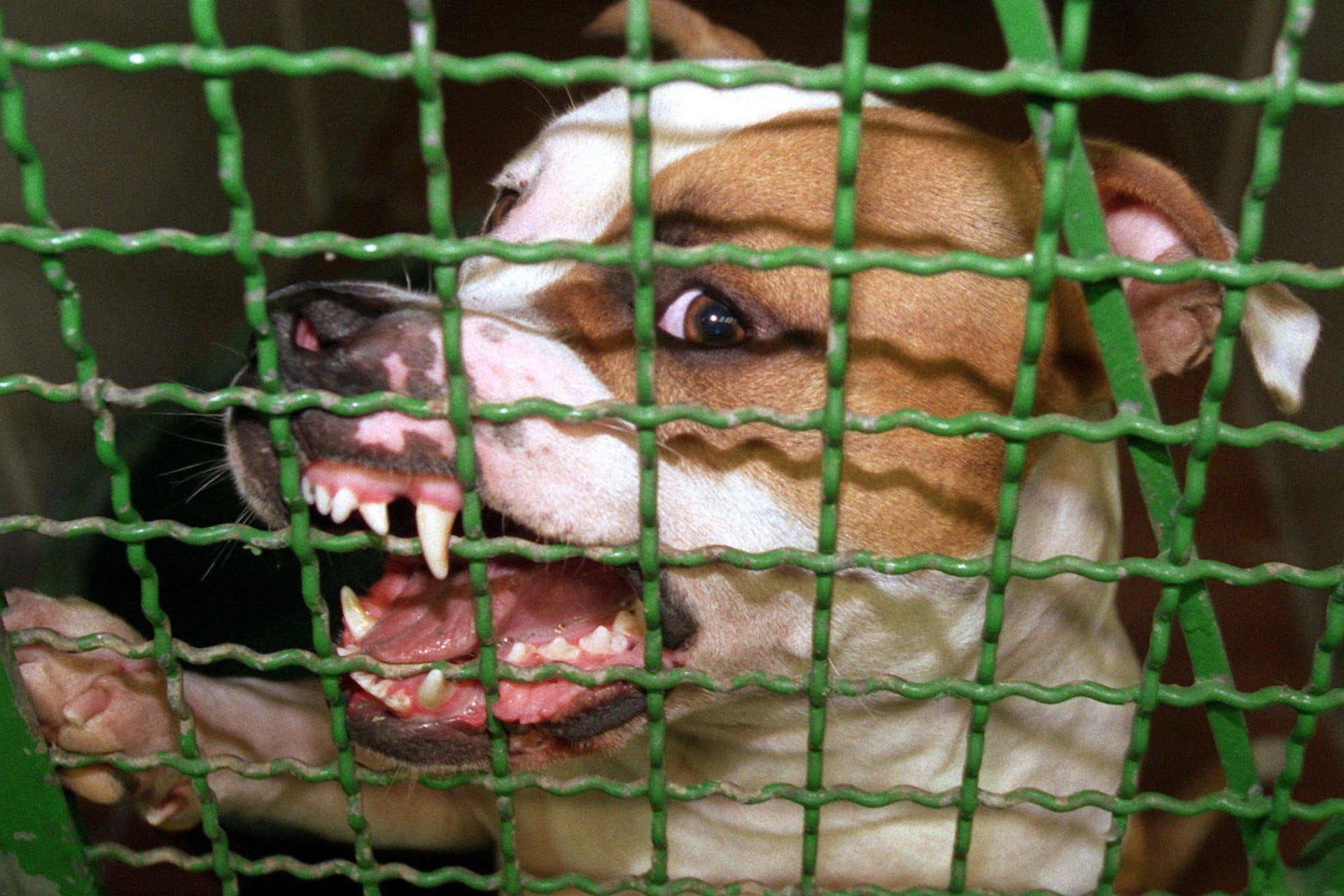 Ein Pitbull im Zwinger: Zwei Männer haben in Berlin einen Hund solcher Art auf zwei Passanten gehetzt. (Archivbild)