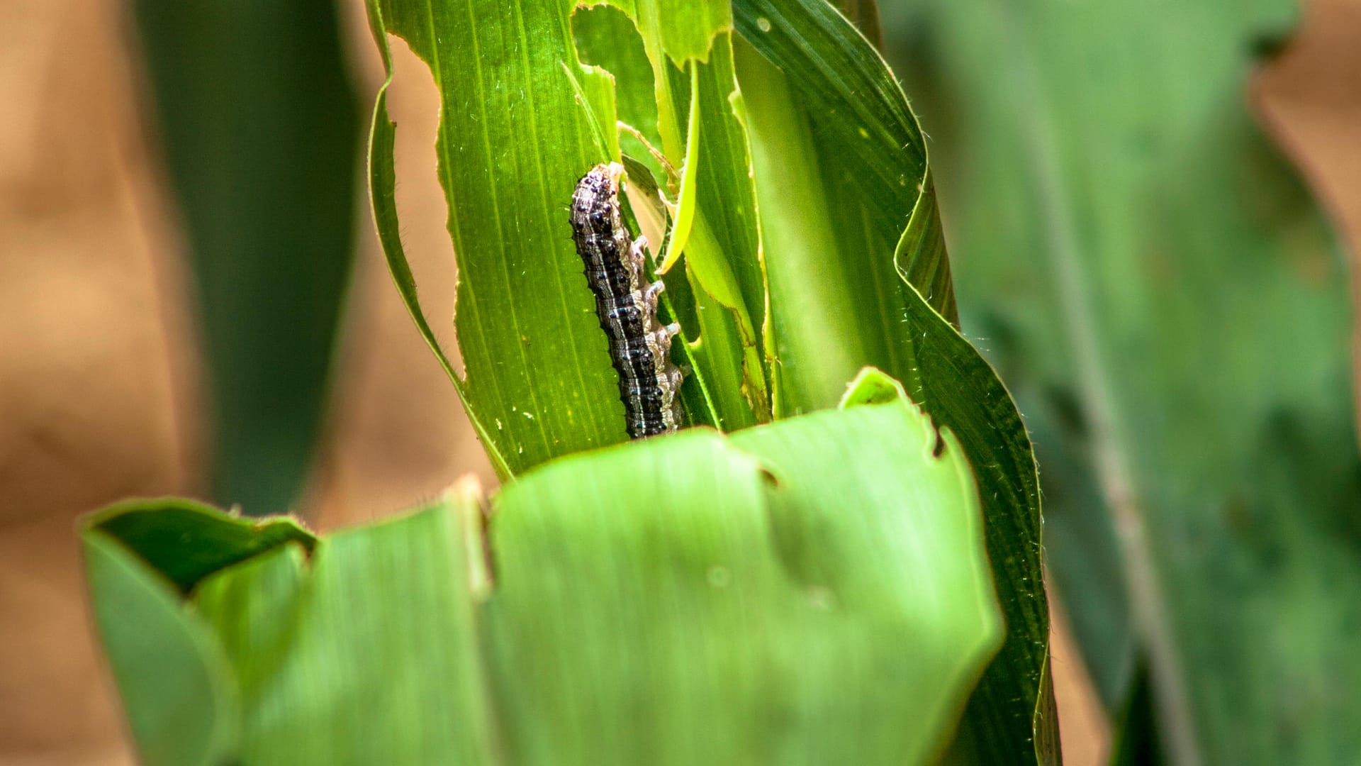 Raupe auf dem Blatt