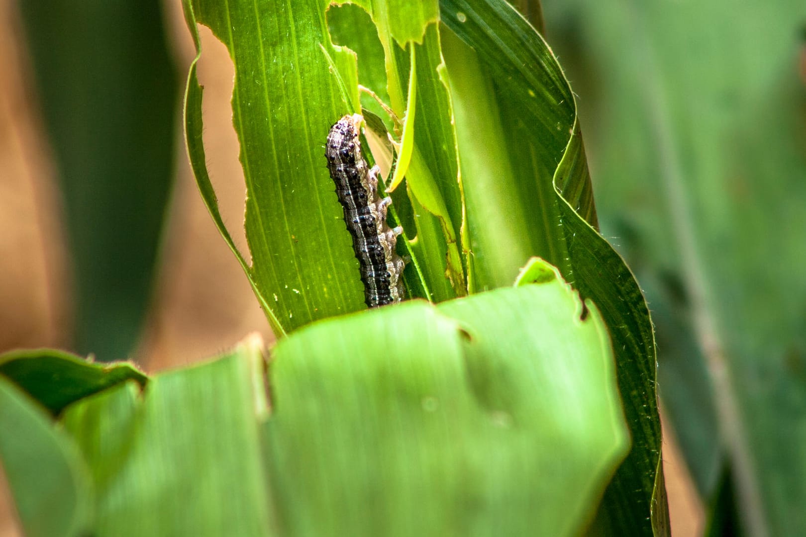 Raupe auf dem Blatt