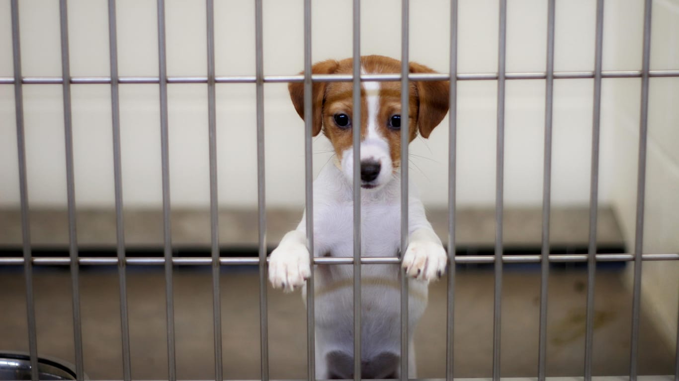 Hundewelpe im Zwinger: Der Tierschutzbund spricht von einer "Welpenmafia". (Symbolbild)