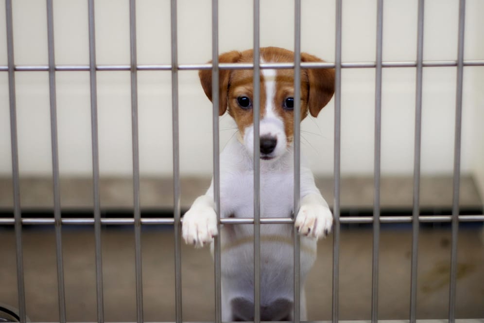 Hundewelpe im Zwinger: Der Tierschutzbund spricht von einer "Welpenmafia". (Symbolbild)