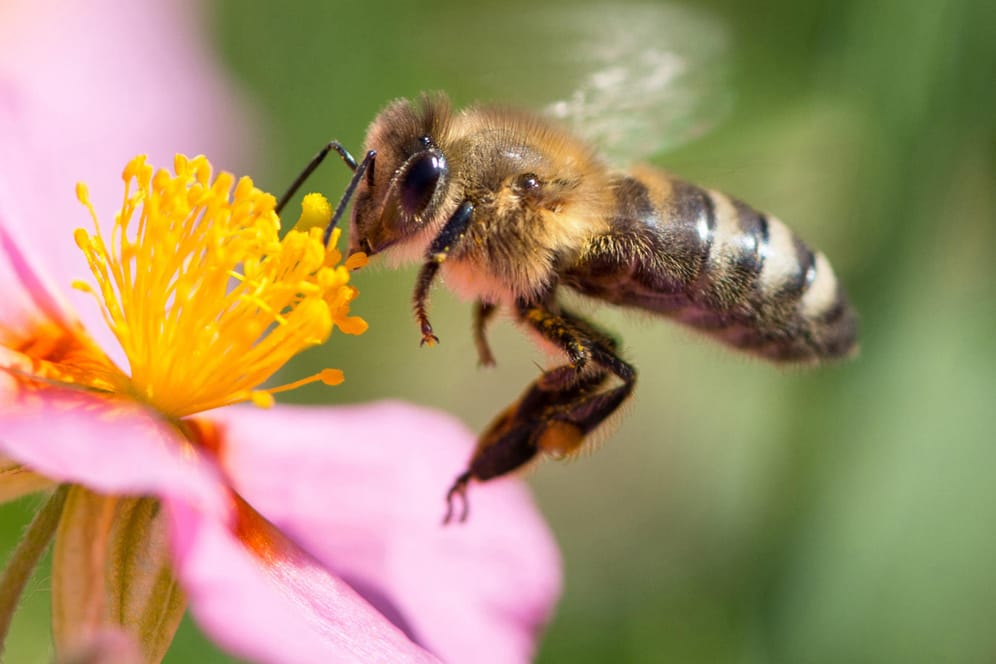 Biene fliegt eine Blüte an