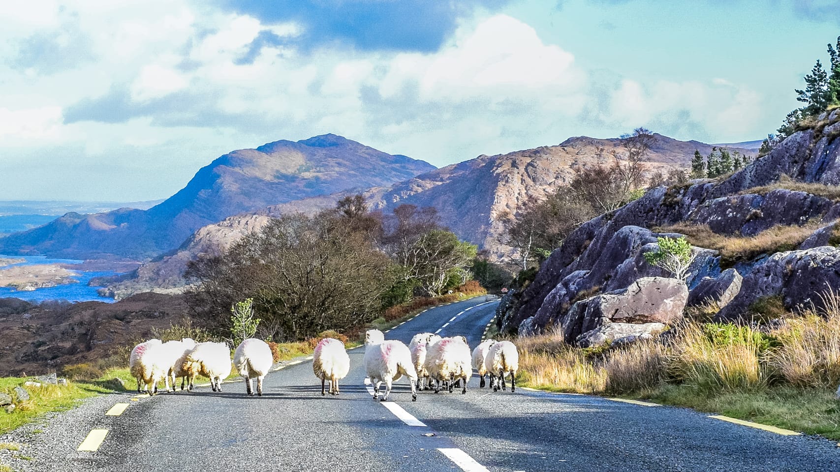 Ring of Kerry: Auf Irlands Straßen müssen Sie manchmal viel Geduld mitbringen und sich auch mal einfach hintenanstellen.