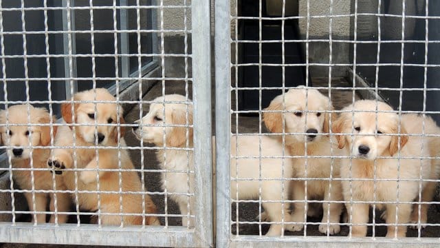 Hundewelpen stehen in einem Zwinger im Tierheim in Stuttgart. Hundewelpen stehen in einem Zwinger im Tierheim in Stuttgart.