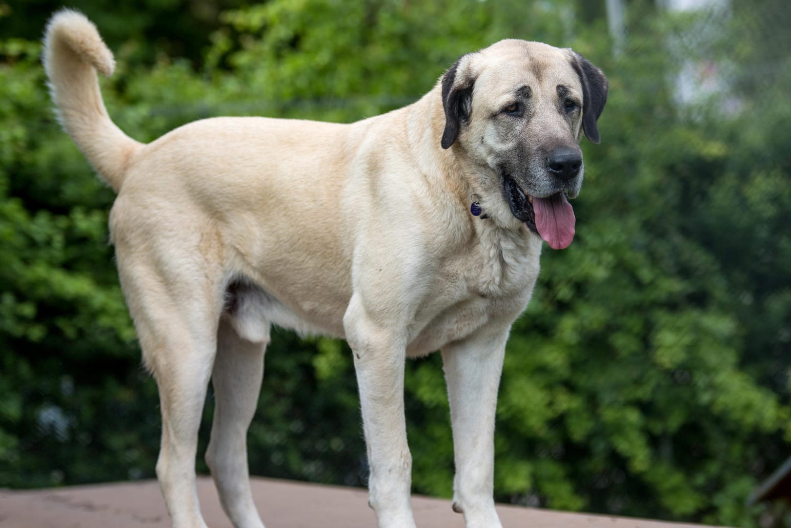 Ein Hund der Rasse Kangal: Hunde-Angriffe in Deutschland häufen sich. (Archivbild)