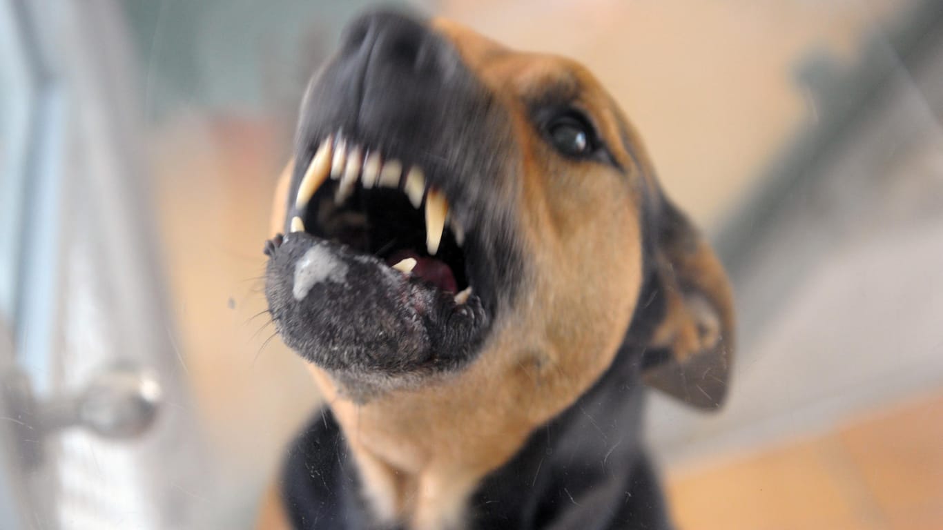 Ein aggressiver Hund: In der Hauptstadt wurden Menschen knapp 600 Mal von Hunden angesprungen oder verletzt.