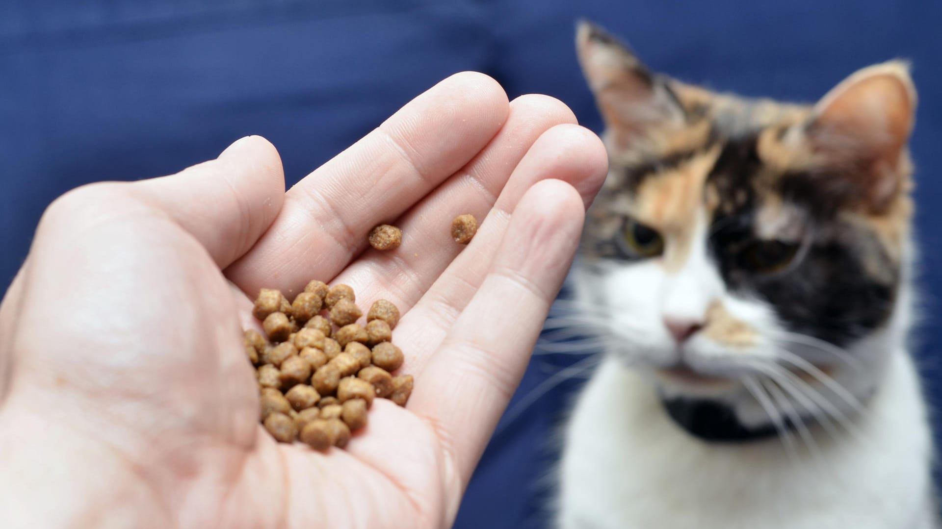 Katzenfutter: Die Stiftung Warentest hat Trockenfutter bewertet.