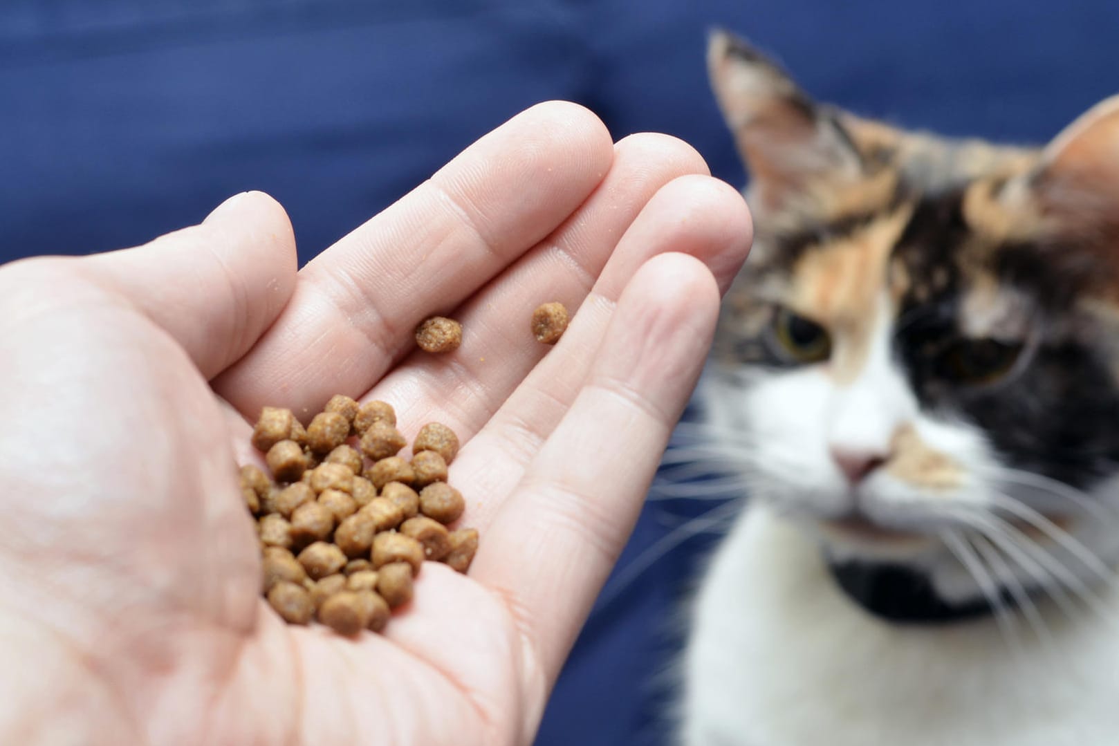 Katzenfutter: Die Stiftung Warentest hat Trockenfutter bewertet.