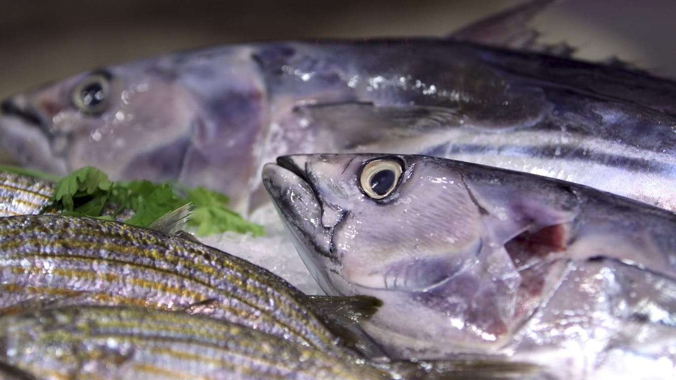 Thunfisch auf Eis