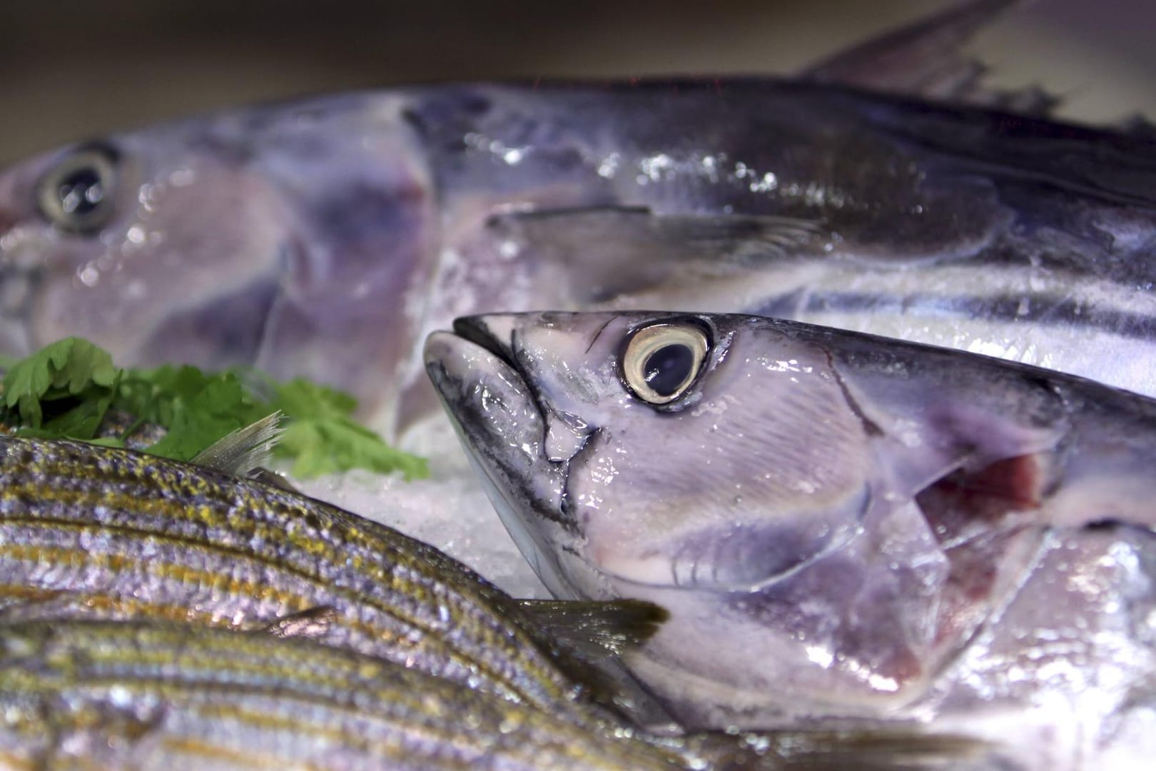 Thunfisch auf Eis