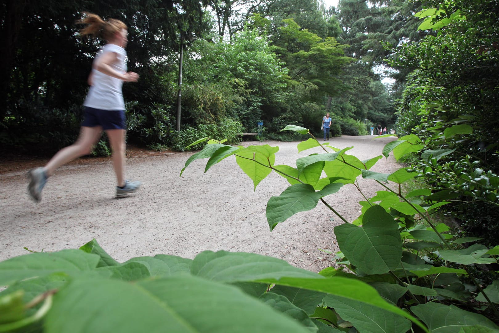 Eine Frau joggt durch einen Park in Hamburg: Im Hamburger Stadtteil Barmbek-Nord hat ein Unbekannter eine Frau überfallen und vergewaltigt. (Symbolbild)