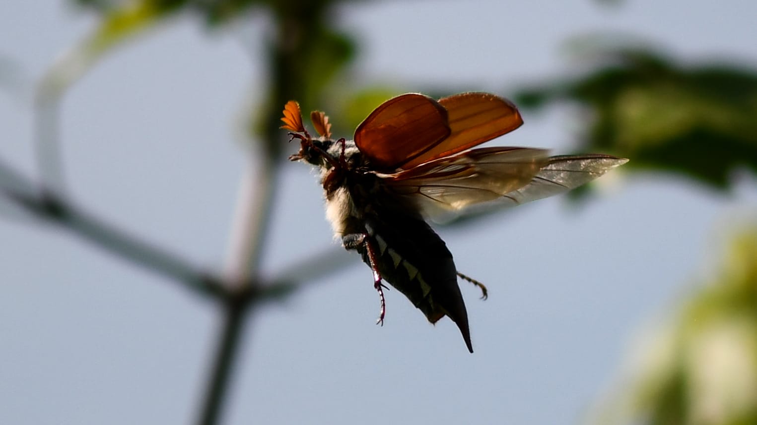 Ein Maikäfer fliegt durch die Luft