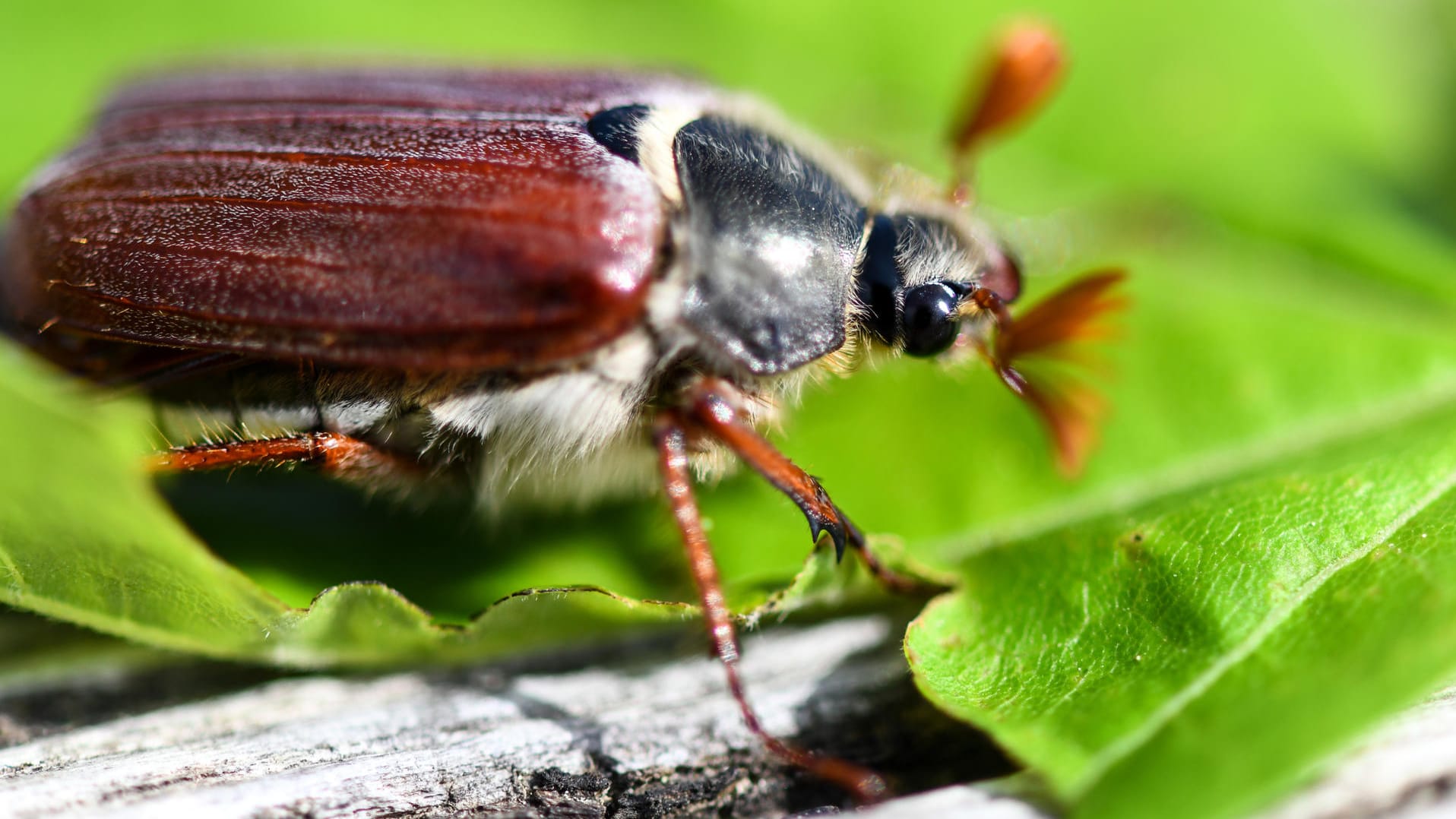 Maikäfer: Durch die milden Temperaturen sind die Käfer bereits im April unterwegs.