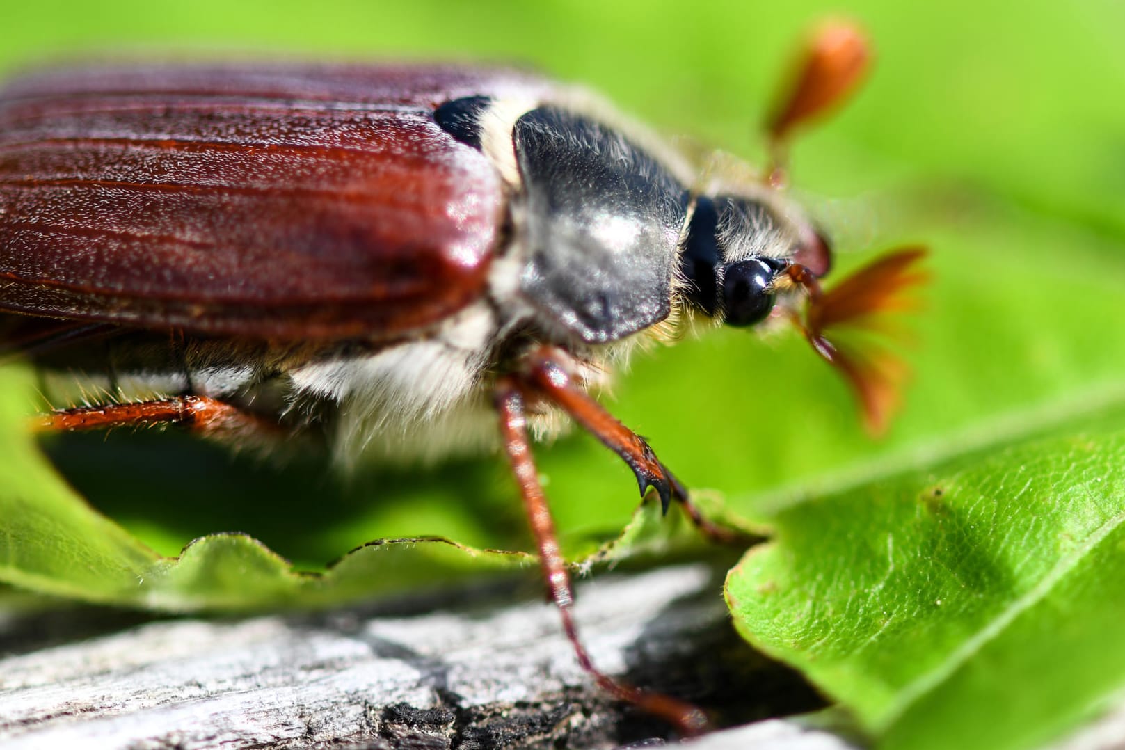 Maikäfer: Durch die milden Temperaturen sind die Käfer bereits im April unterwegs.