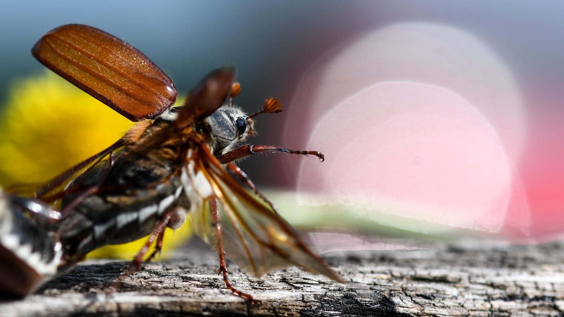 Ein Maikäfer sitzt auf einem Holztisch