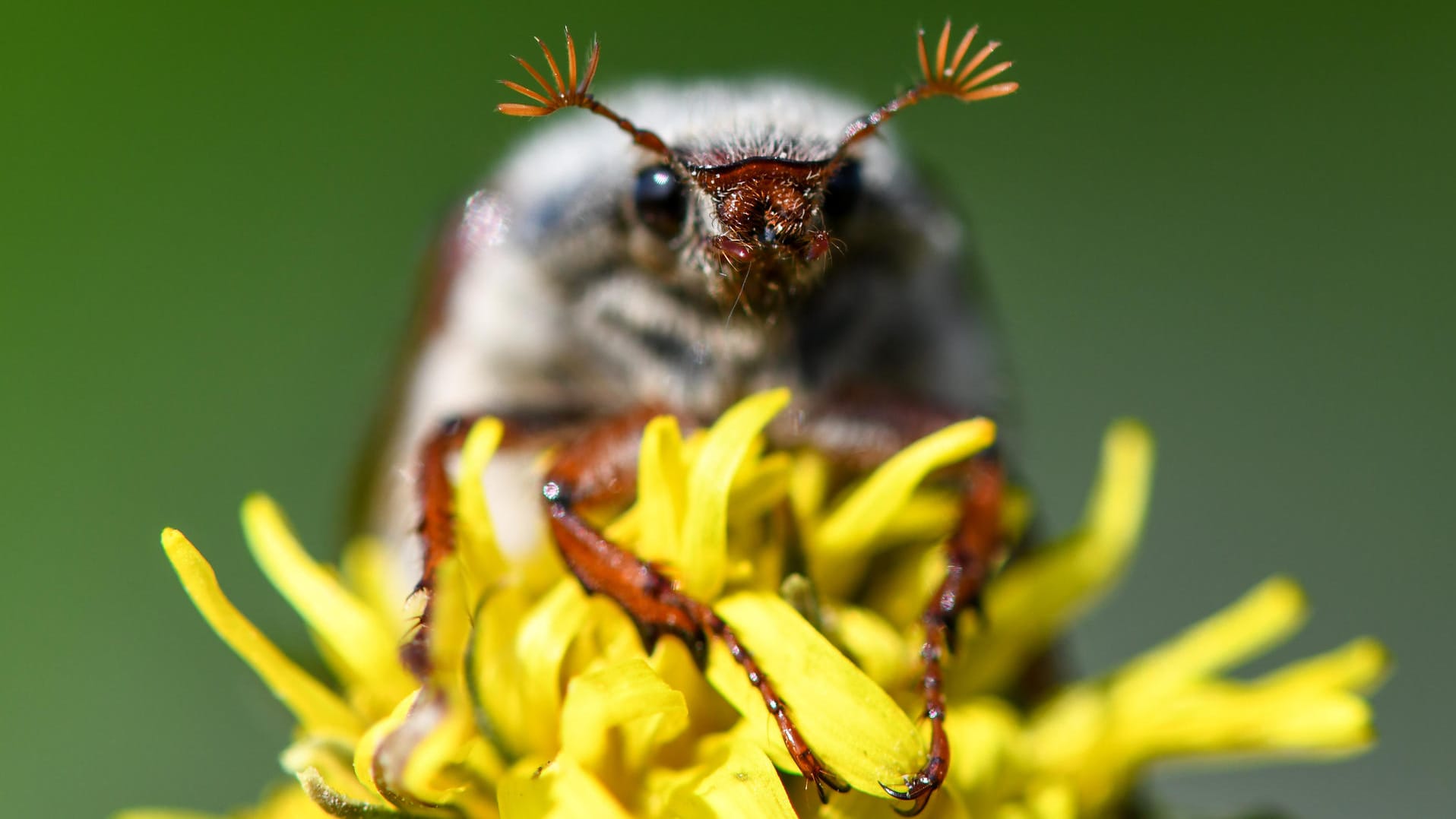 Maikäfer sitzt auf einer Blüte