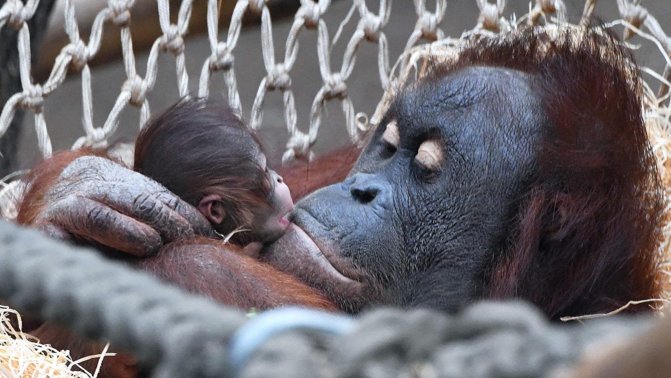 Im Zoo in Rostock: Orang-Utan-Weibchen Miri hält ihr Neugeborenes im Arm.