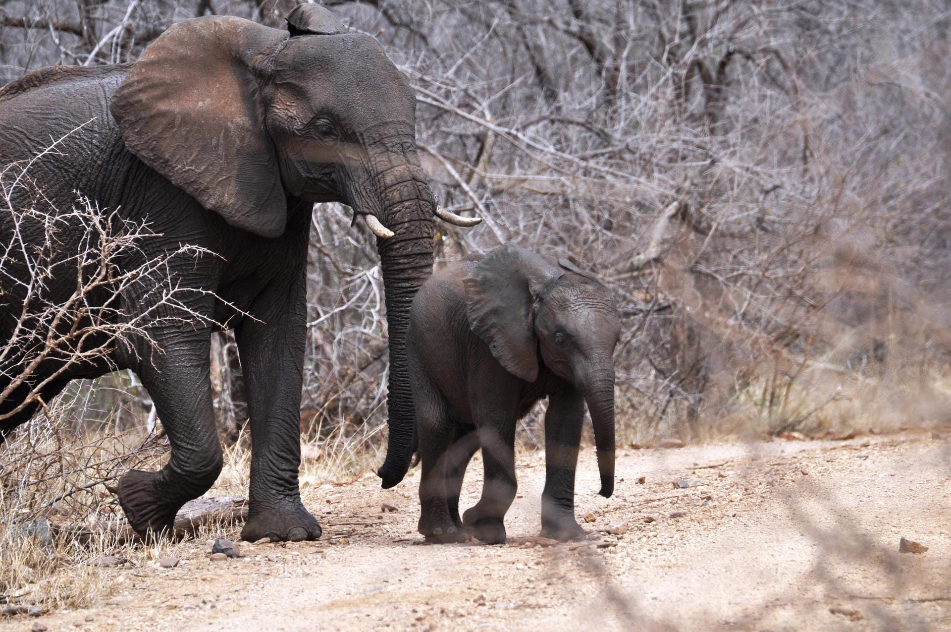 Elefanten im Madikwe Game Reserve: Die riesigen Säugetiere in freier Natur zu erleben, vergisst man nie.