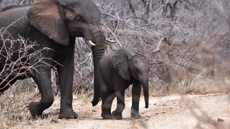 Elefanten im Madikwe Game Reserve: Die riesigen Säugetiere in freier Natur zu erleben, vergisst man nie.