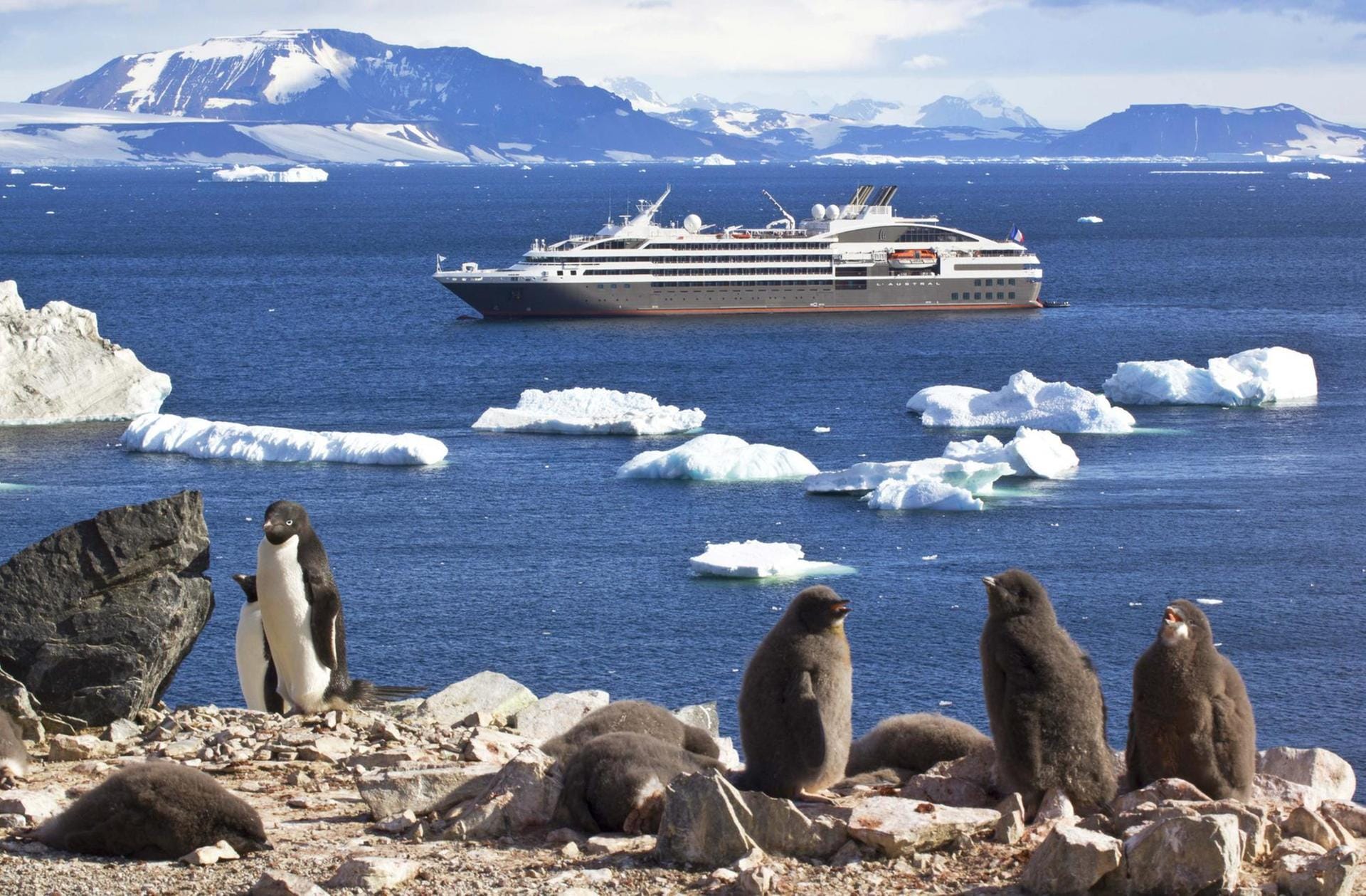 Passagierschiff in der Antarktis: Auf Devil Island gibt es nicht nur Eisberge, sondern auch tausende Adeliepinguine zu bewundern.