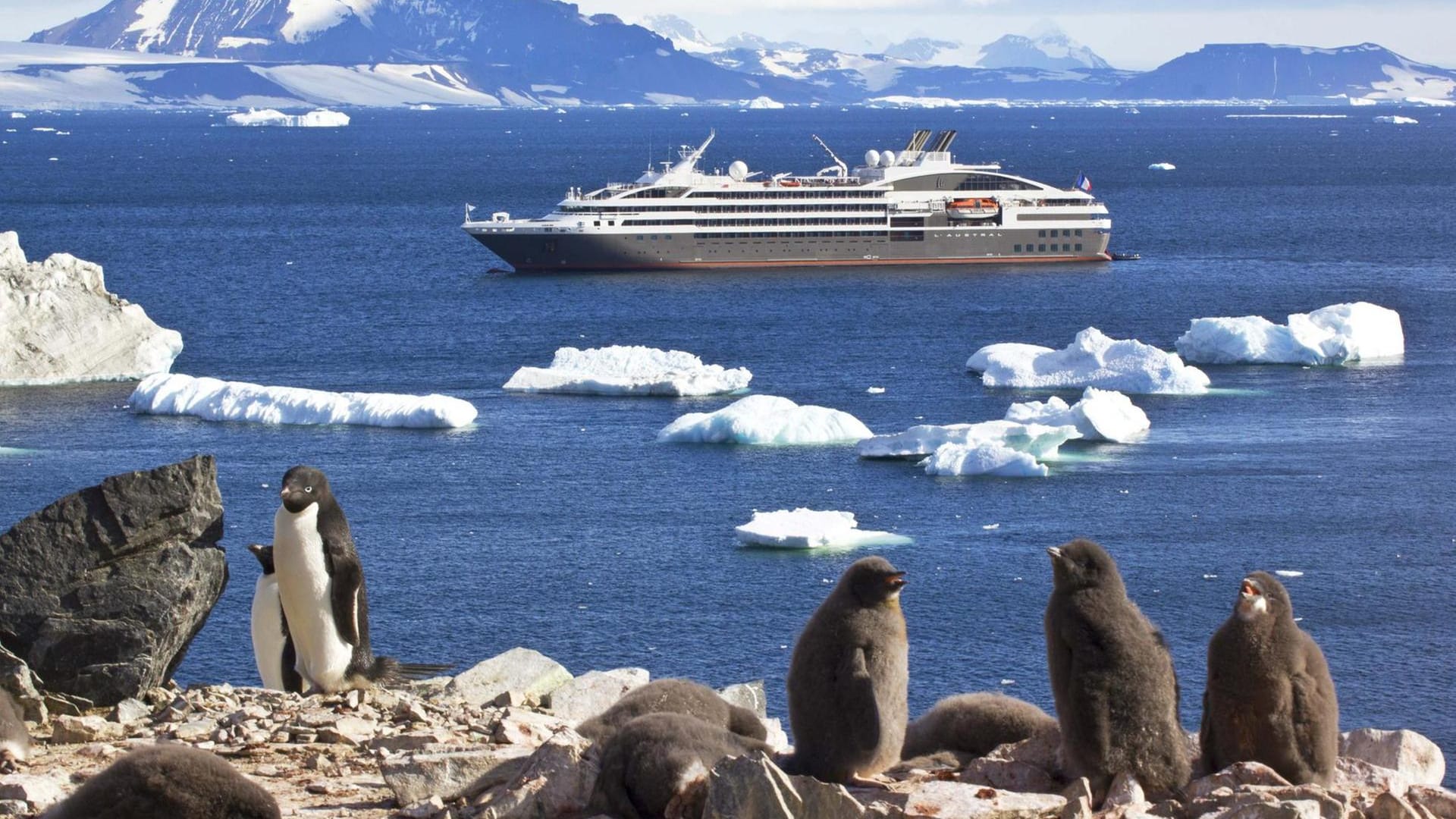 Passagierschiff in der Antarktis: Auf Devil Island gibt es nicht nur Eisberge, sondern auch tausende Adeliepinguine zu bewundern.