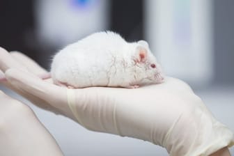 Weiße Maus in einer Hand