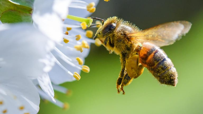 Biene im Anflug auf eine Süßkirschblüte