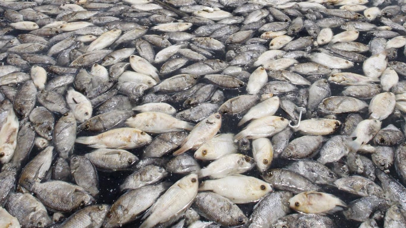Tote Fische in einem Wasserbecken im indonesischen West-Java: Sauerstoffmangel kann zu Massensterben der Tiere führen. (Symbolbild)