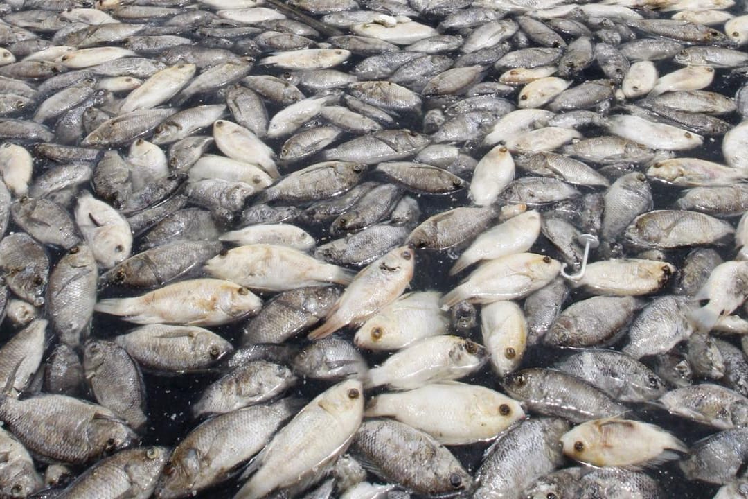 Tote Fische in einem Wasserbecken im indonesischen West-Java: Sauerstoffmangel kann zu Massensterben der Tiere führen. (Symbolbild)