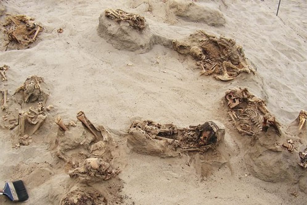 Mehrere der über 500 Jahre alten Skelette an ihrem Fundort Huanchaquito-Las Llamas.