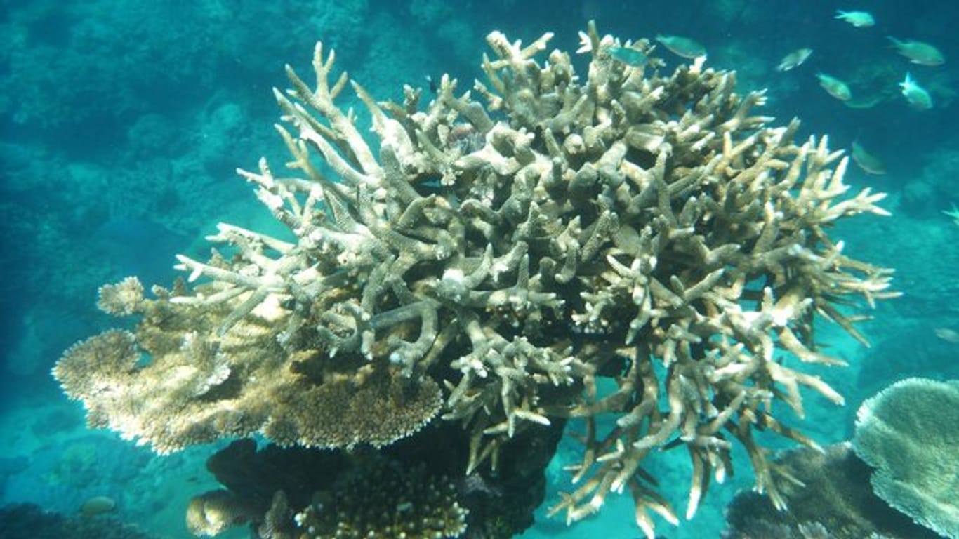 Von Korallenbleiche betroffene Korallen am Great Barrier Reef.