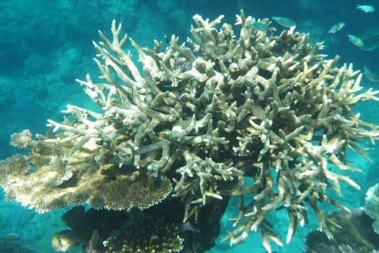 Von Korallenbleiche betroffene Korallen am Great Barrier Reef.