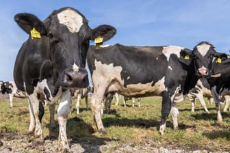 Kühe: Ausgebrochene Hausrinder sorgen für eine Vollsperrung der Autobahn 1.