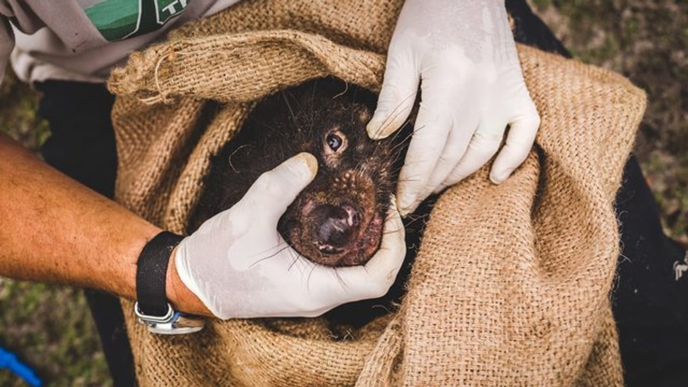 Ein Biologe untersucht einen Tasmanischen Teufel.