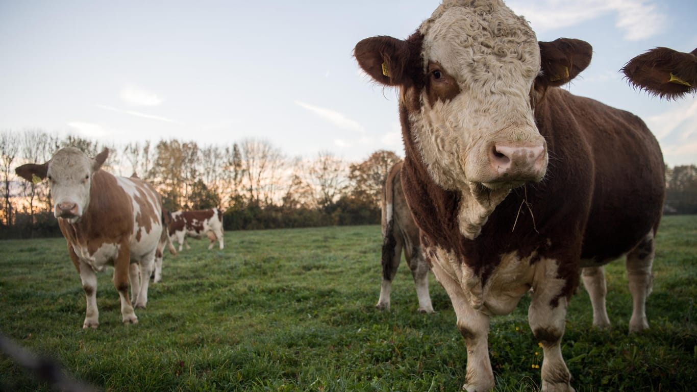 Kühe auf der Weide: Bislang fließen die meisten EU-Gelder in die Landwirtschaft – doch EU-Haushaltskommissar Günther Oettinger hat Sparpläne.