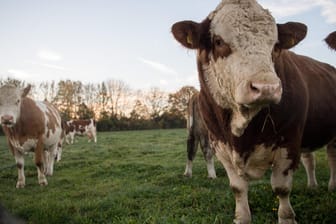 Kühe auf der Weide: Bislang fließen die meisten EU-Gelder in die Landwirtschaft – doch EU-Haushaltskommissar Günther Oettinger hat Sparpläne.