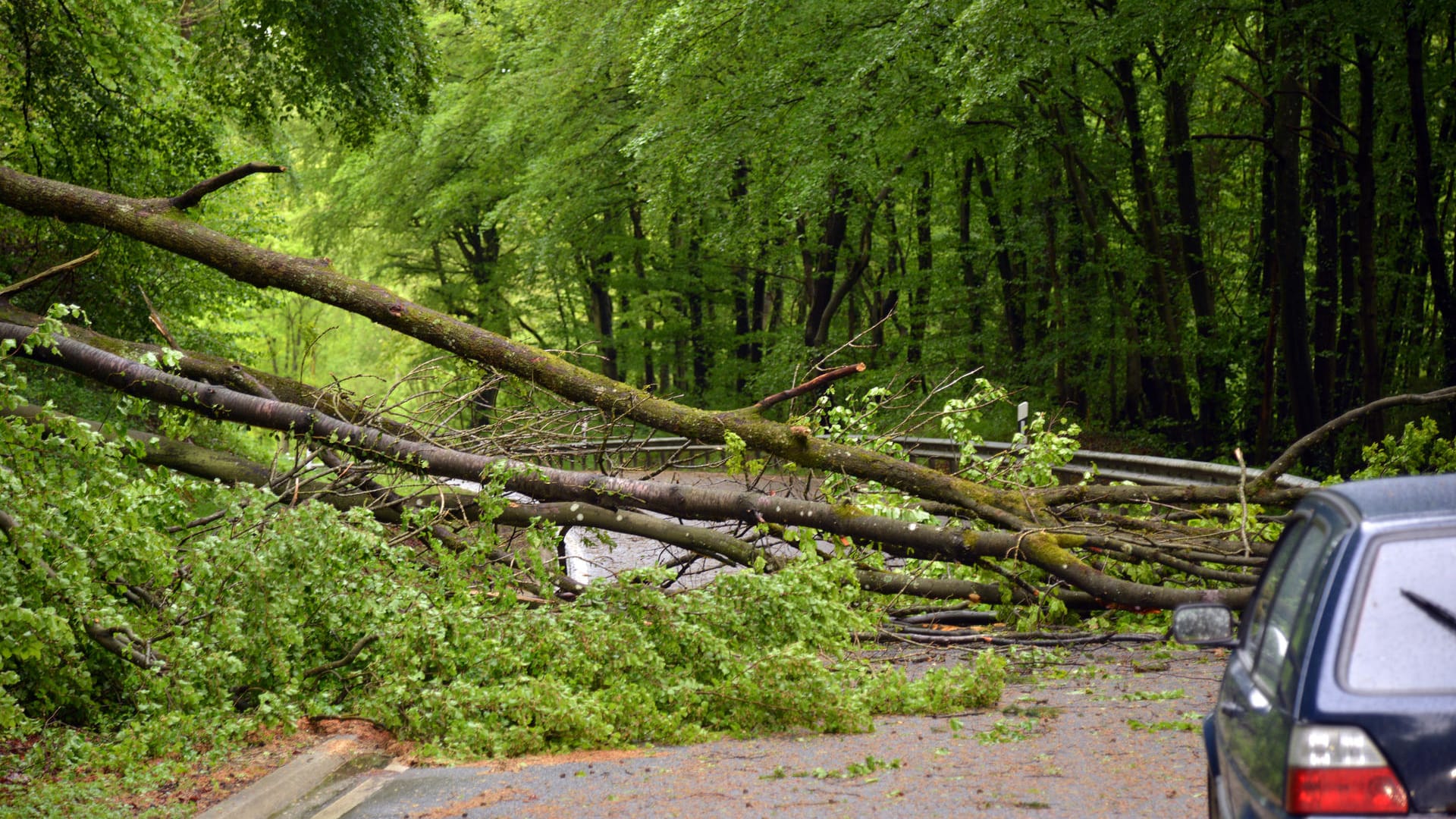 Äste versperren den Weg nach einem Unwetter in Rheinland-Pfalz: Das Unwetter hat für zahlreiche Verkehrsbehinderungen gesorgt.