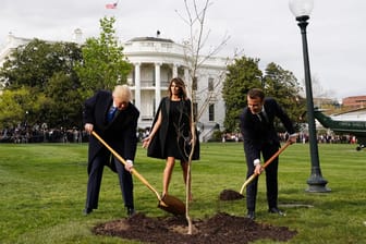 US-Präsident Donald Trump und Frankreichs Präsident Emmanuel Macron pflanzten gemeinsam eine Eiche: Nun ist das Geheimnis um den Verbleib des Baums gelüftet.