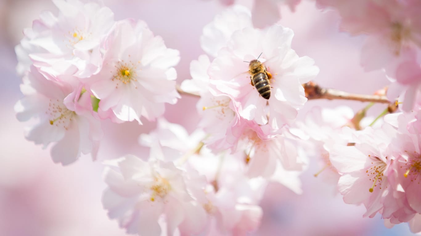 Eine Biene auf einer Kirschblüte
