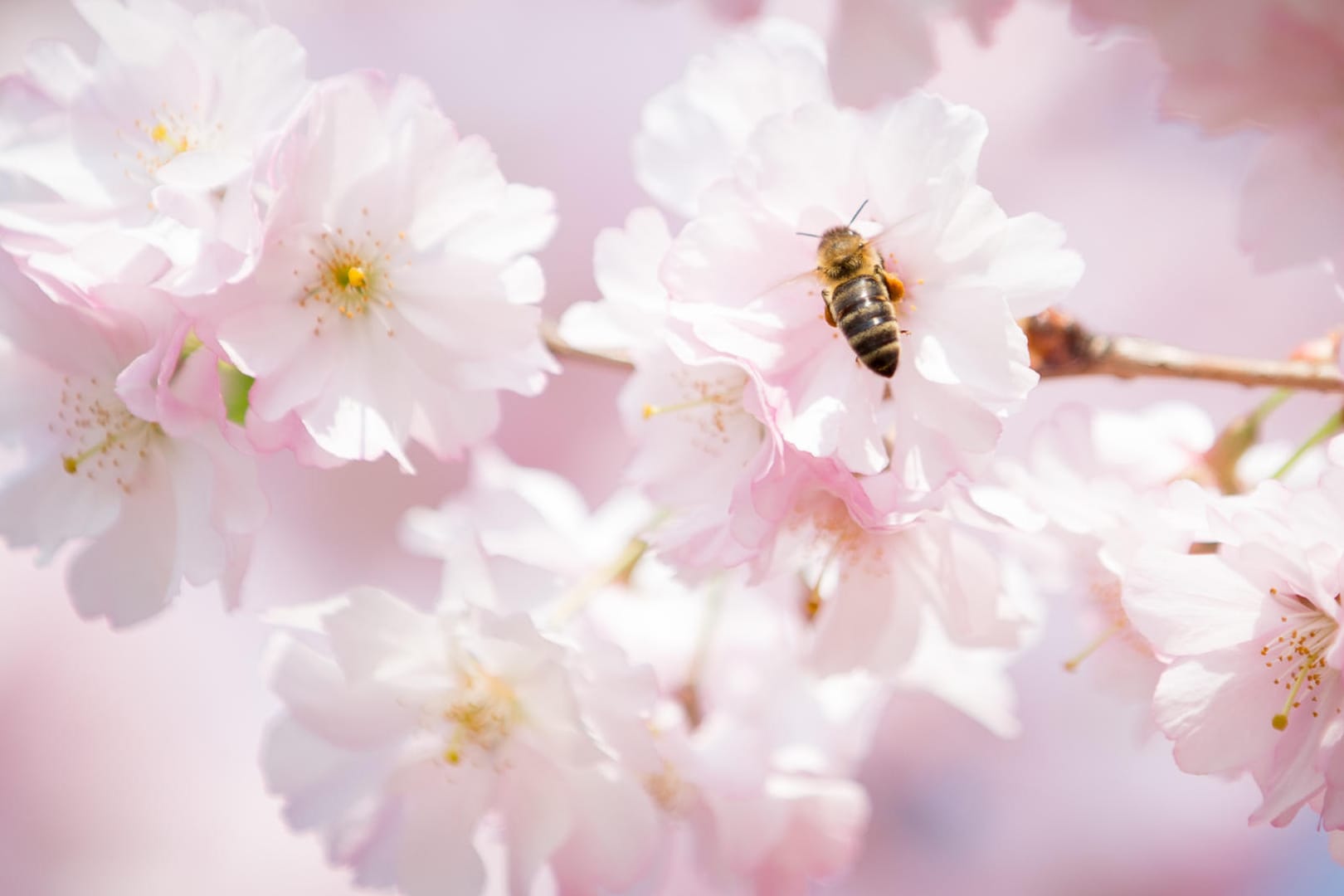 Eine Biene auf einer Kirschblüte