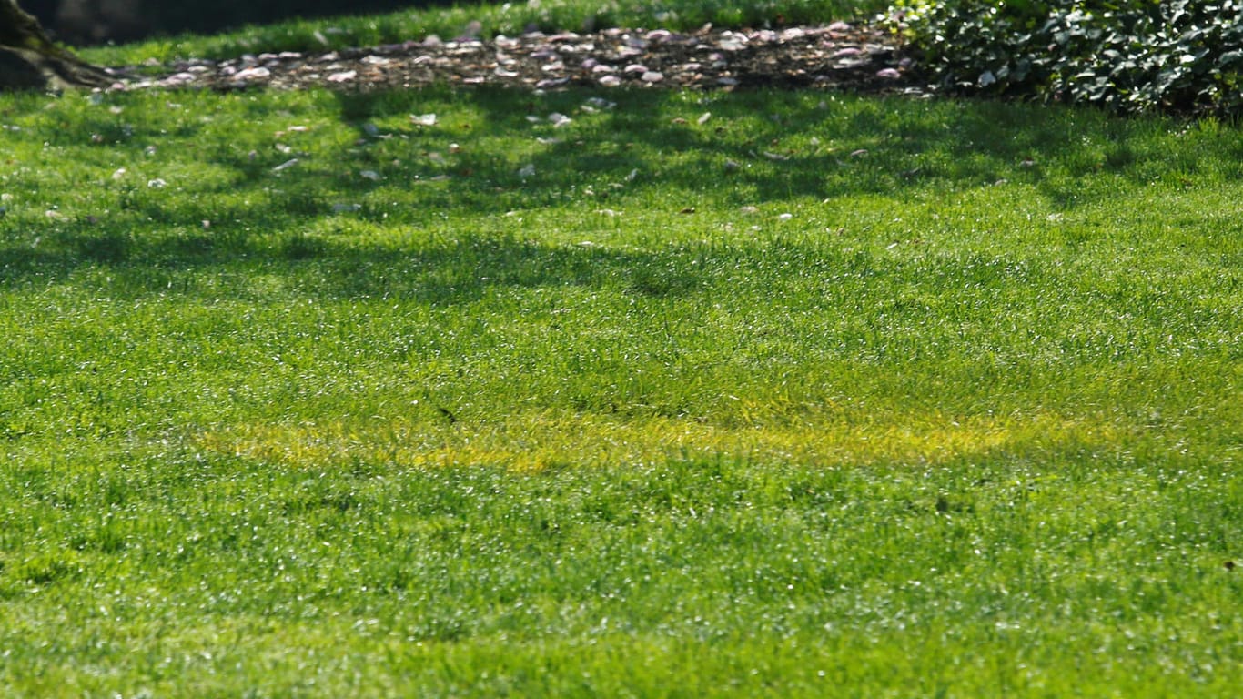 Im Garten des Weißen Hauses: An der Stelle, an der Macron und Trump den Baum pflanzten, ist nur noch gelblicher Rasen zu sehen.