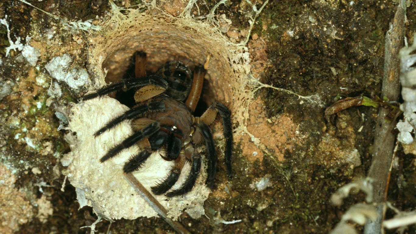 Falltürspinne am Eingang der Falle: Die älteste australische Falltürspinne stirbt an einem Wespenstich mit 43 Jahren.