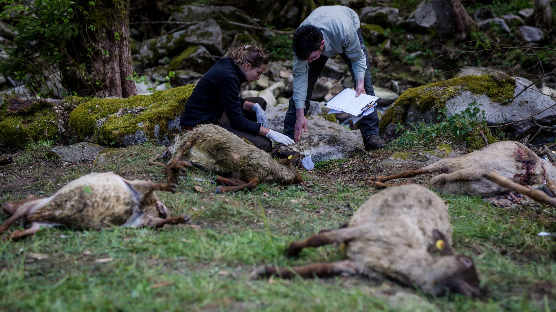 Untersuchungen durch die FVA und die Forstverwaltung Calw: Tragisches Ende für 40 Schafe im Schwarzwald.