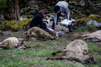 Untersuchungen durch die FVA und die Forstverwaltung Calw: Tragisches Ende für 40 Schafe im Schwarzwald.