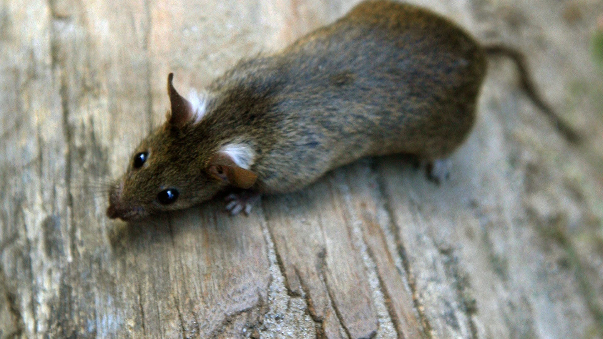 Ratte Ratte