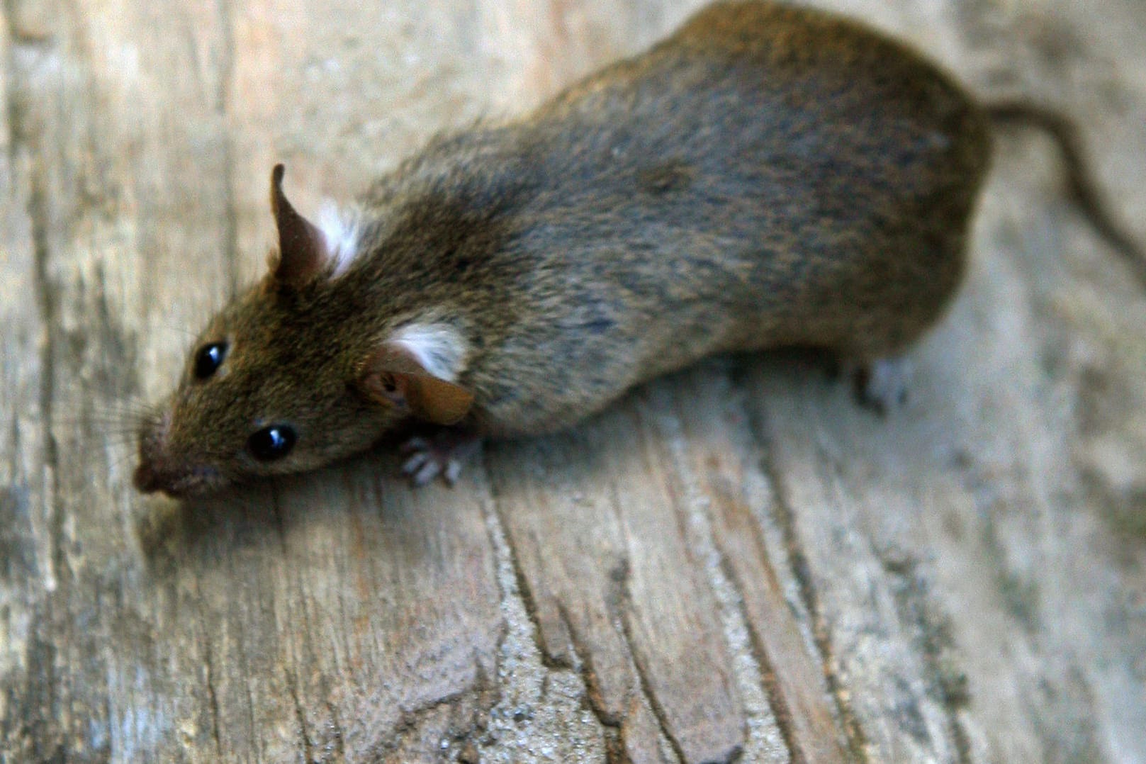 Ratte