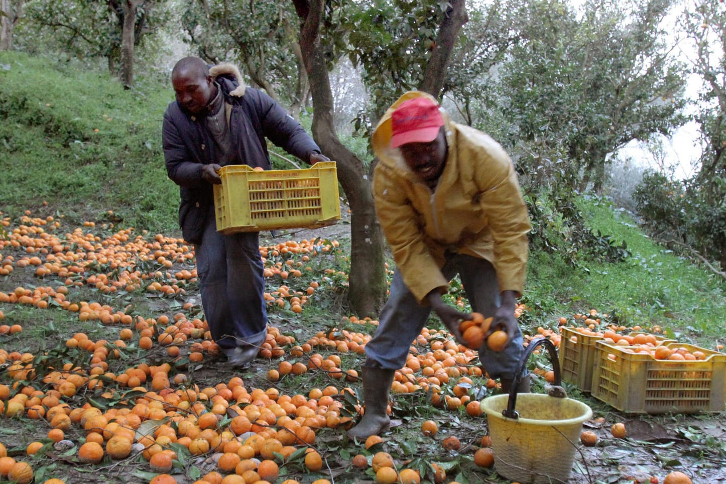 Afrikanische Arbeiter ernten Orangen: In Italien verdient die Mafia in der Landwirtschaft ordentlich mit. Migranten werden für die Ernte ausgebeutet.